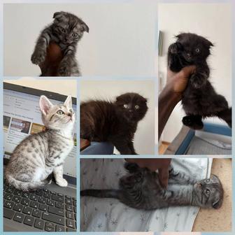 Котята шотландцы 2 месяцев