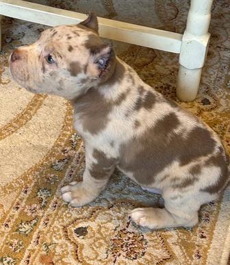 Продам щенков американский булли