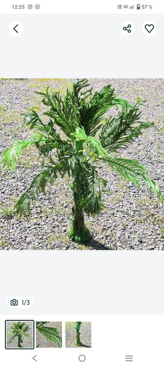 Пальма декоративная для сада