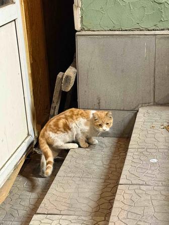 Кошка в добрые руки