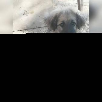 В самые ответственные руки щенок