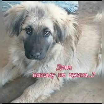 В самые ответственные руки щенок