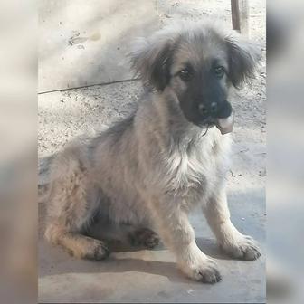 В самые ответственные руки щенок