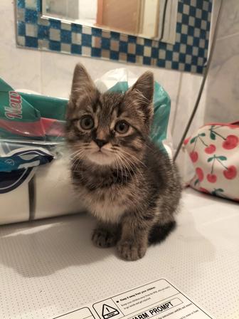 Марғау (котенок)