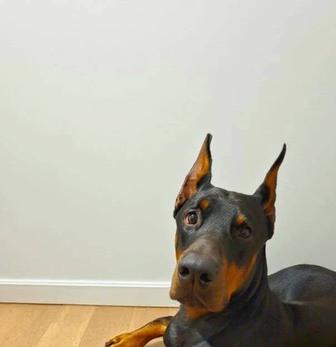 Отдам добермана в хорошие руки