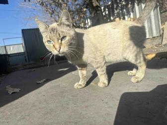 Отдам кошек в хорошие руки