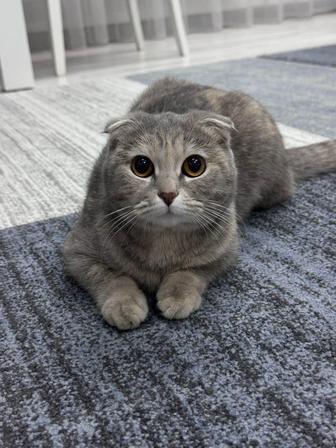 Найдена кошка