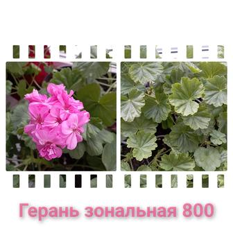 Герань разные расцветки