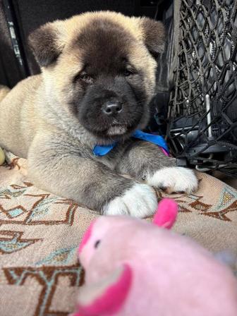 Щенки американского акиты