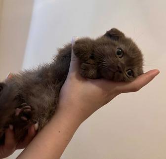 Шотландский котенок
