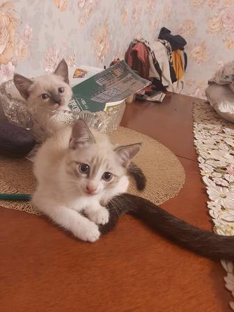 Отдам котят