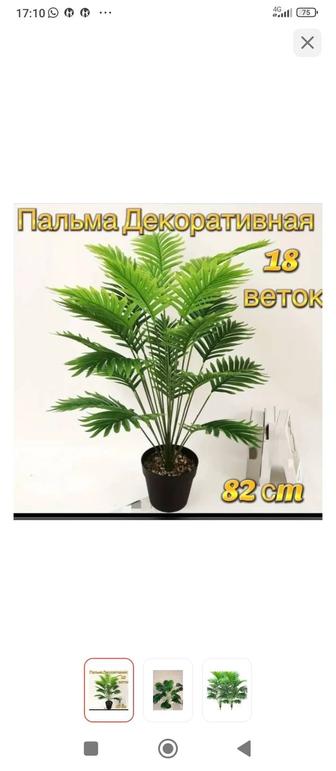 Пальма декоративная