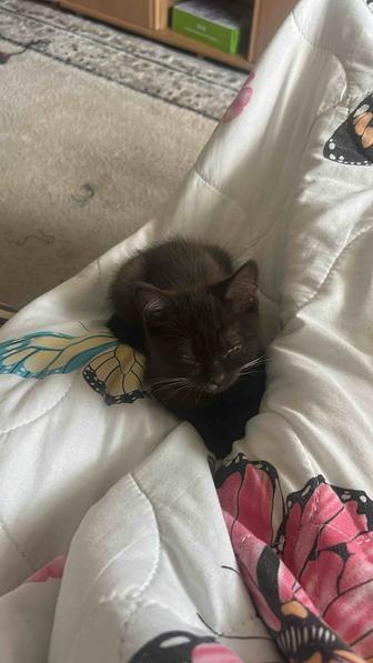 Отдам котенка