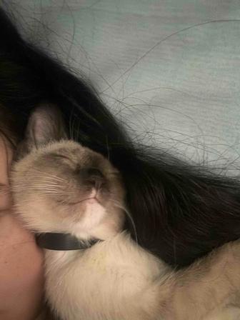 Котенок