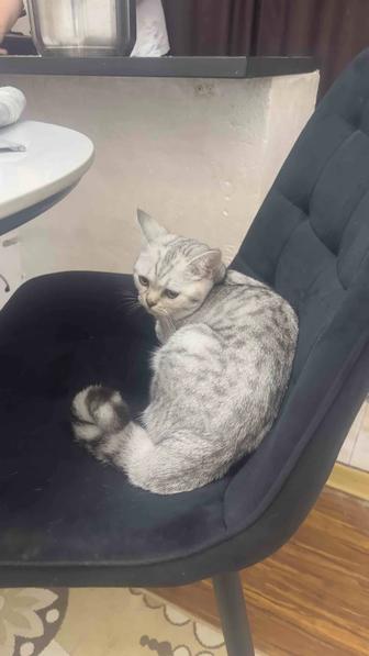 Продам шотландского кота, 6 месяцев, приученный к лотку, есть паспорт