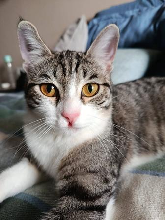 Кошечка с апельсиновыми глазами ищет дом