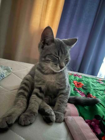 Отдам котенка в добрые руки