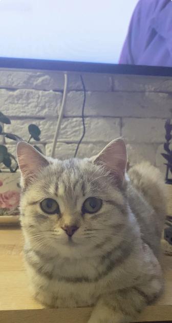 Потеряли котенка подростка