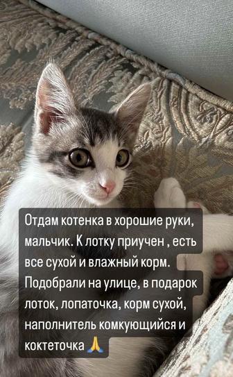 Отдам котенка