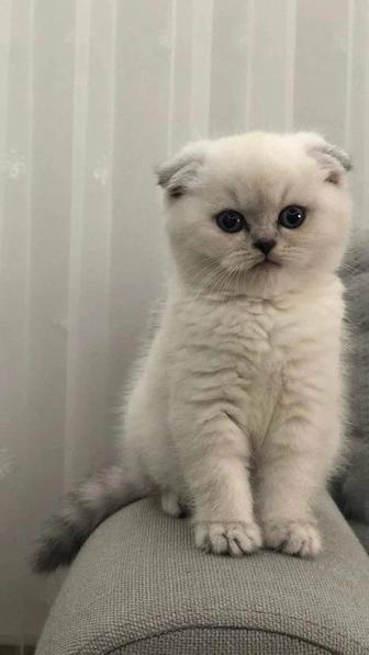 Передержка Кошек и Собак