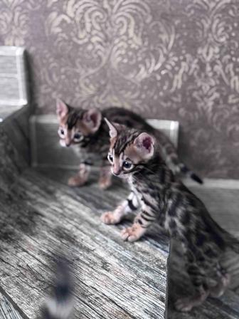 Бенгальские котята родословные