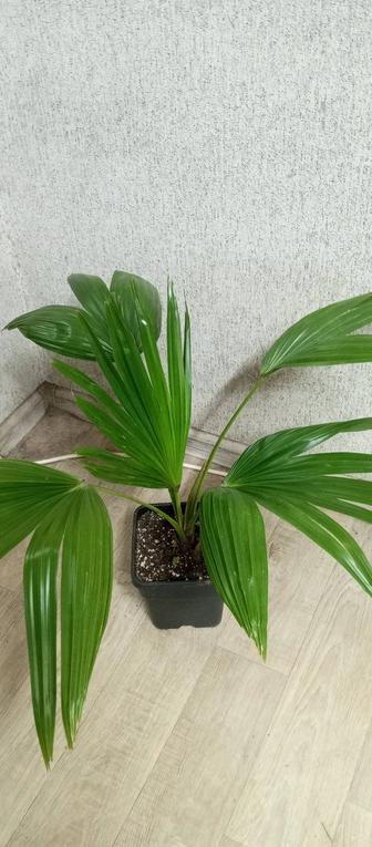 Пальма ливингстона