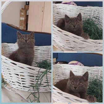Котенок девочка британский