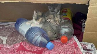 2 котенка ищут дом