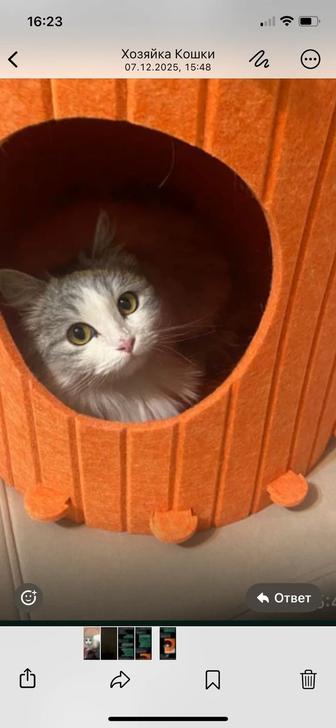 Отдадим кошку в хорошие руки