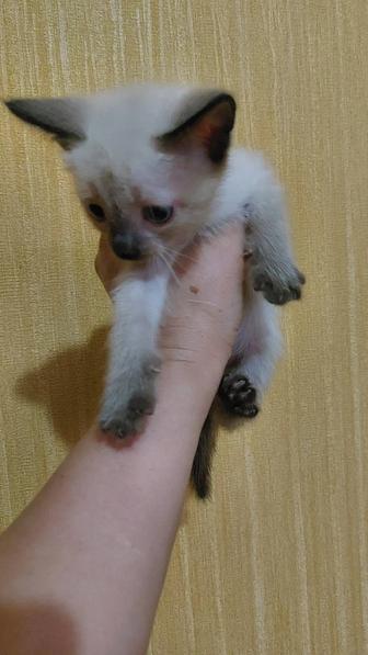 Отдам добрые руки котят.