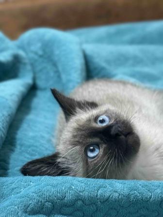 Отдам котенка в добрый руки