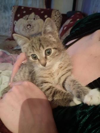 Отдам котят 2 мальчика в добрые руки