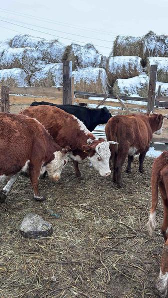 Скот на согым