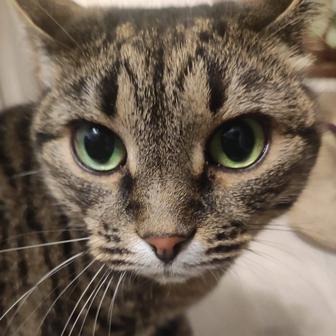 Кошечка Скумбрия ищет дом