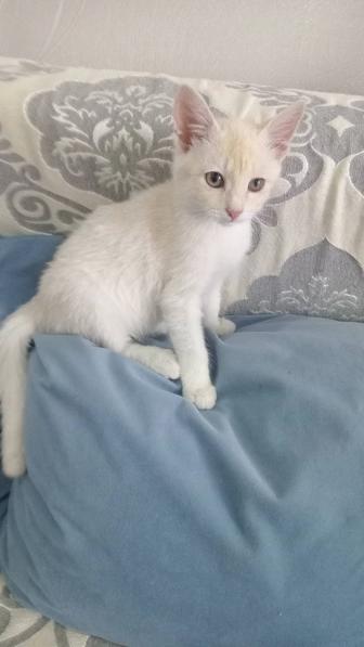 Котик 3 месяца ищет дом