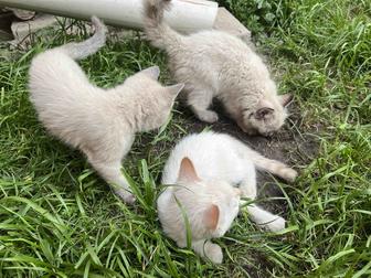 Отдам котят