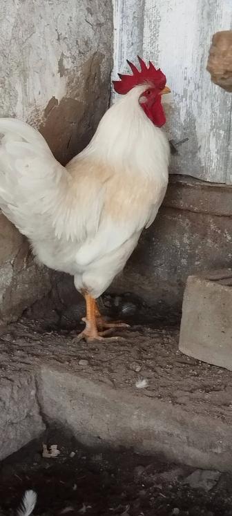 Продам петуха 6 месяцев.