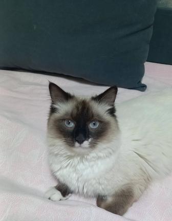 Отдам сиамского кота бесплатно.