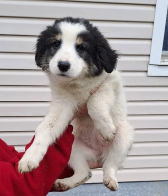 Отдам щенка в добрые руки