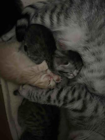 Котята