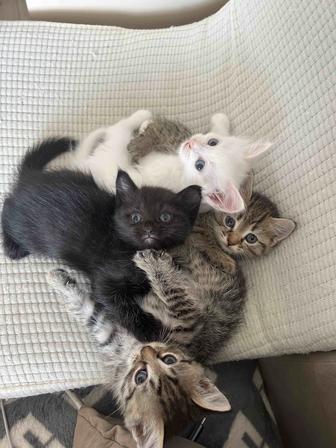 Отдам котят