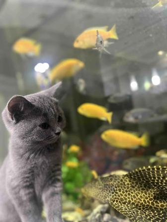 Котенок порода британская короткошерстная
