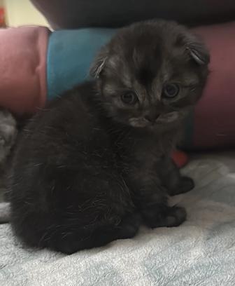 Котенок