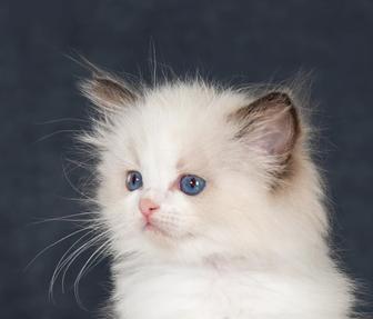 Котята породы регдолл