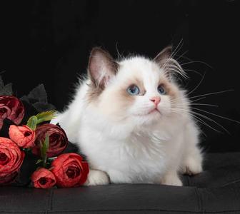 Котята породы регдолл