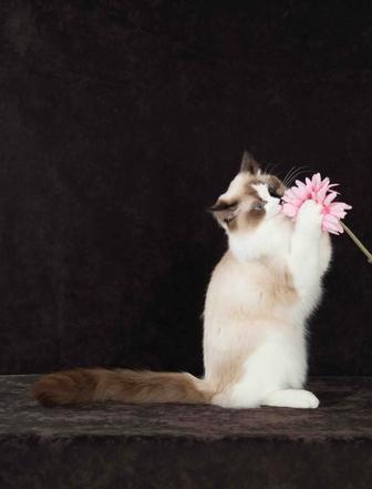 Котята породы регдолл