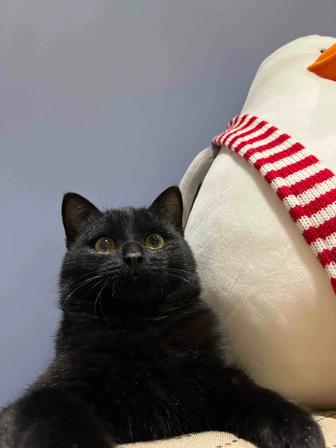 Ищем любящий дом котятам