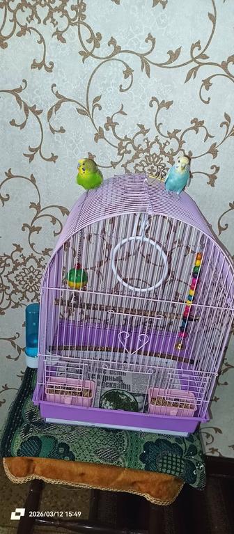 Продам волнистых попугаев