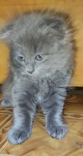 Котята ищут добрых и любящих хозяев.