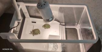 Черепаха краснауха